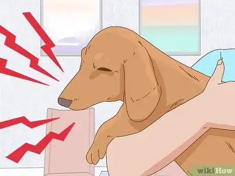 Image titled Hold a Dachshund Properly Step 10