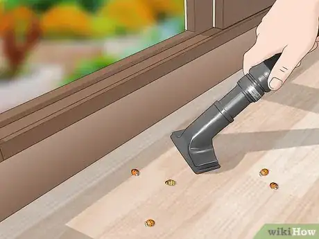 Image titled Get Rid of Asian Lady Beetles Step 1