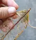 Make Skeleton Leaves