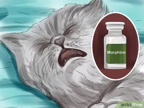 Image titled Give Gabapentin to Cats with Cancer Step 12