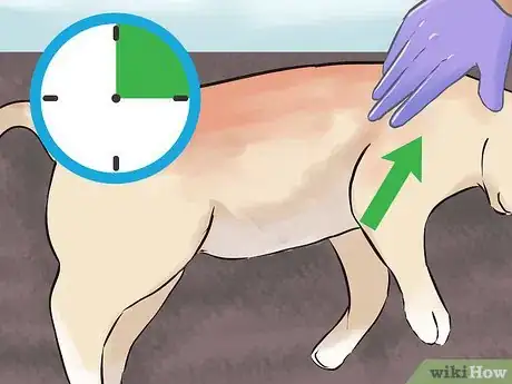 Image titled Tell if Your Cat Is Dead Step 5