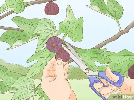 Image titled Grow Figs Step 10