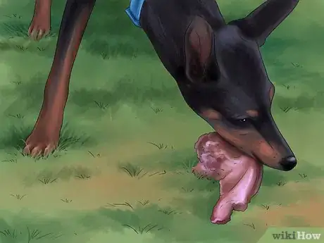 Image titled Care for Doberman Pincshers Step 15