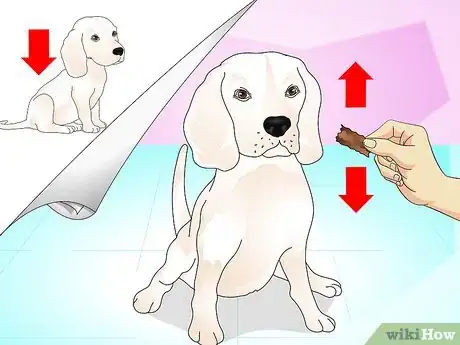 Image titled Teach Your Dog to Do a High Five Step 4