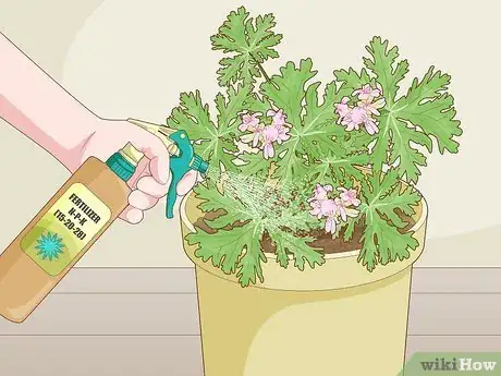 Image titled Grow Citronella Step 10