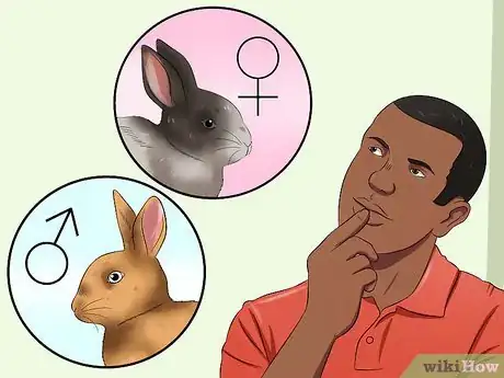 Image titled Buy a Rabbit Step 13