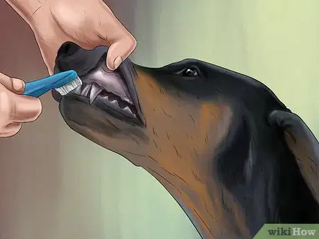 Image titled Care for Doberman Pincshers Step 20