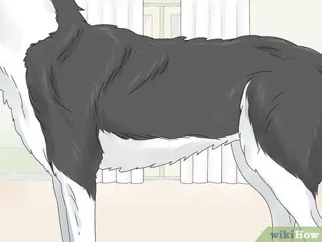 Image titled Identify a Siberian Husky Step 6