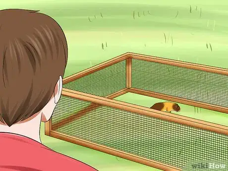 Image titled Walk a Guinea Pig on a Leash Step 16