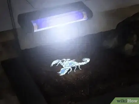 Image titled Identify an Emperor Scorpion Step 5