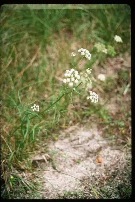 Image titled Cicuta_bulbifera_1_eheep