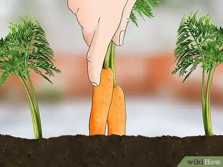 Image titled Grow Vegetables in Winter Step 10