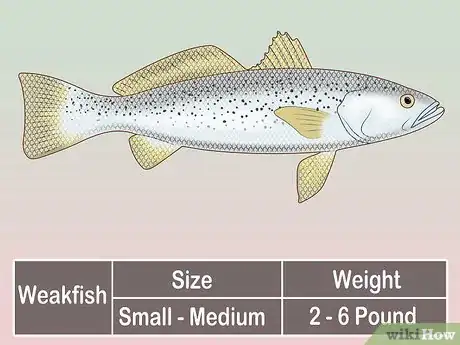 Image titled Create a Setup for Inshore Fishing Step 26