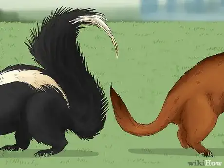 Image titled Skunk vs Polecat Step 3