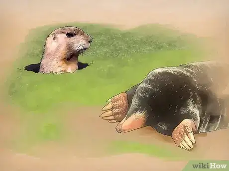 Image titled Control Moles and Gophers Step 1