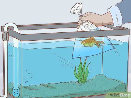 Image titled Add Fish to a New Tank Step 10