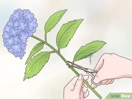 Image titled Cut Hydrangea Blooms Step 6