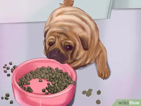 Image titled Live with a Pug Dog Step 1