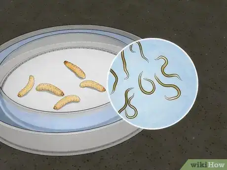 Image titled Isolate Entomopathogenic Nematodes Step 8