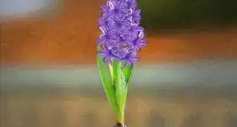 Grow a Hyacinth Bulb in Water