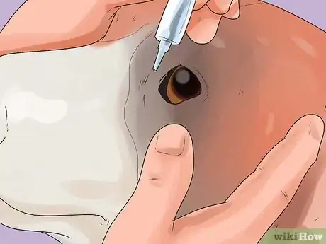 Image titled Give Your Dog Eye Drops Step 9