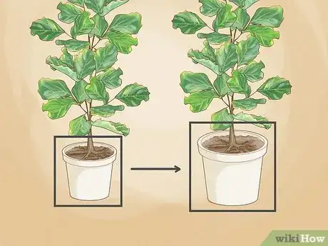 Image titled Repot a Fiddle Leaf Fig Step 2