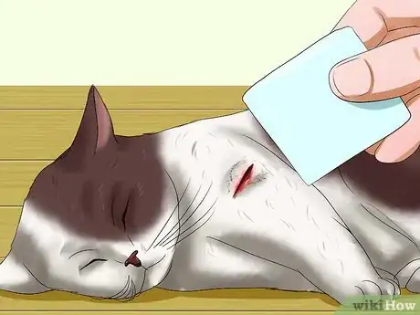 Image titled Help a Cat when No Vets Are Available Step 7