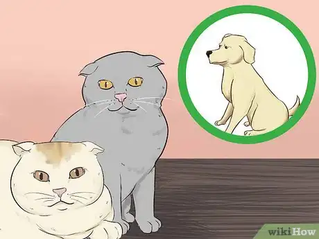 Image titled Take Care of a Scottish Fold Step 14