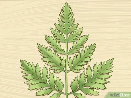 Image titled Protect Your Dog from Poison Hemlock Step 2