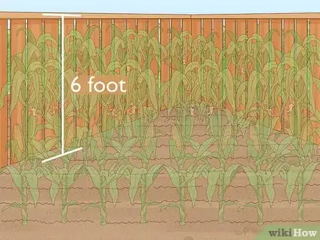 Image titled Grow and Harvest Glass Gem Corn Step 6