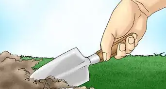 Remove White Clover from a Lawn