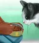 Encourage Your Cat to Eat