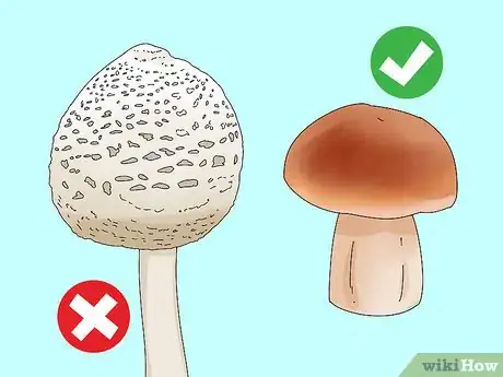 Image titled Identify Edible Mushrooms Step 3