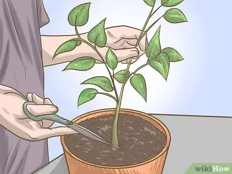 Image titled Prune Pepper Plants Step 1