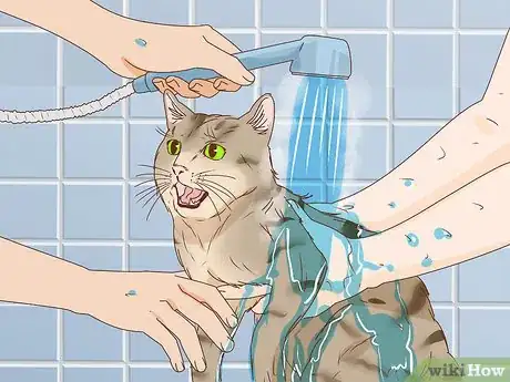 Image titled Bathe an Angry Cat With Minimal Damage Step 4