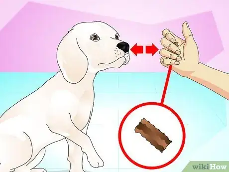 Image titled Teach Your Dog to Do a High Five Step 7