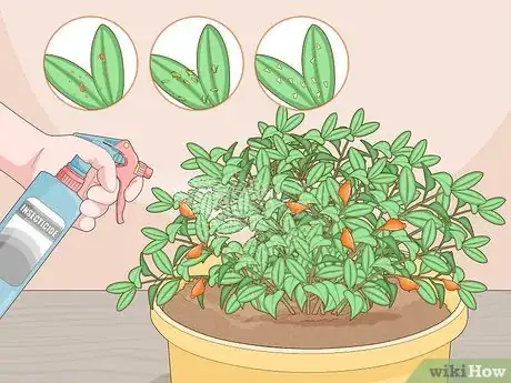 Image titled Care for a Goldfish Plant Step 10