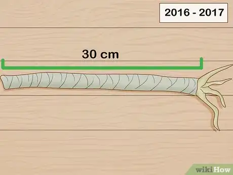 Image titled Care for a Madagascar Dragon Tree Step 20
