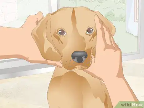 Image titled Clean Your Dog's Ears During a Yeast Infection Step 6