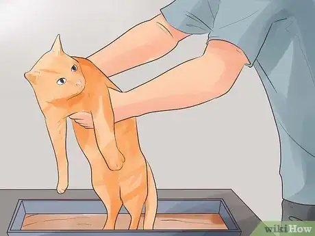 Image titled Know if Your Cat Is Dying Step 10