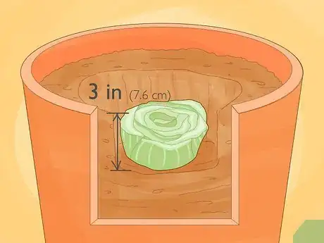 Image titled Grow Celery Indoors Step 17