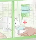 Choose a Water Dish for Your Rabbit