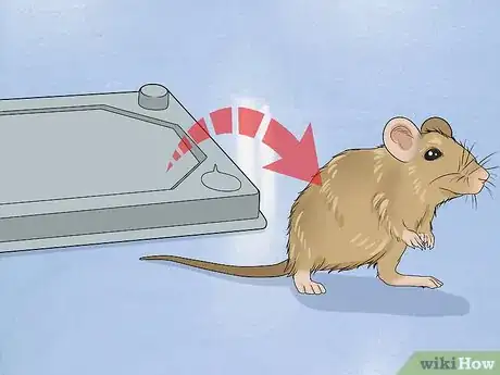 Image titled Remove a Live Mouse from a Sticky Trap Step 5