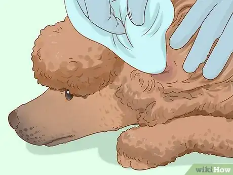 Image titled Clean Poodle Ears Step 7