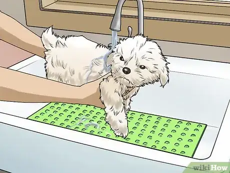 Image titled Bathe a Shih Tzu Step 5