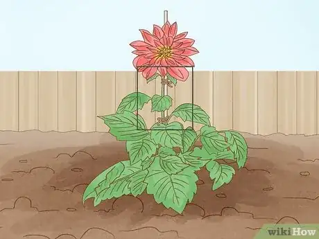 Image titled Grow Dahlias Step 13