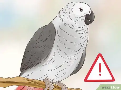 Image titled Feed Parrots Step 11