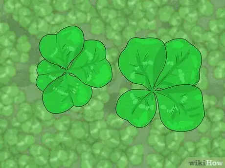 Image titled Find a Four Leaf Clover Step 10