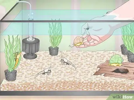 Image titled Take Care of Ghost Shrimp Step 14