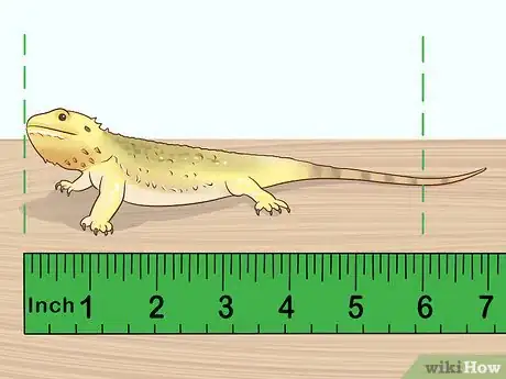 Image titled Care for Bearded Dragons Step 2